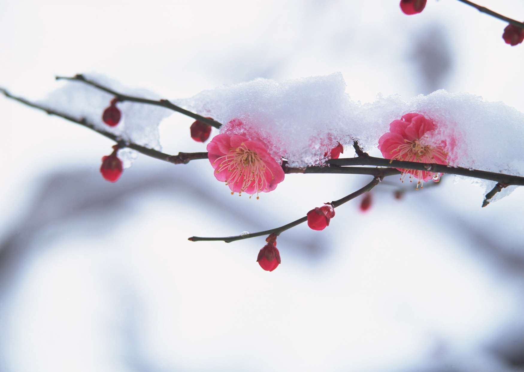 گل های شاداب 