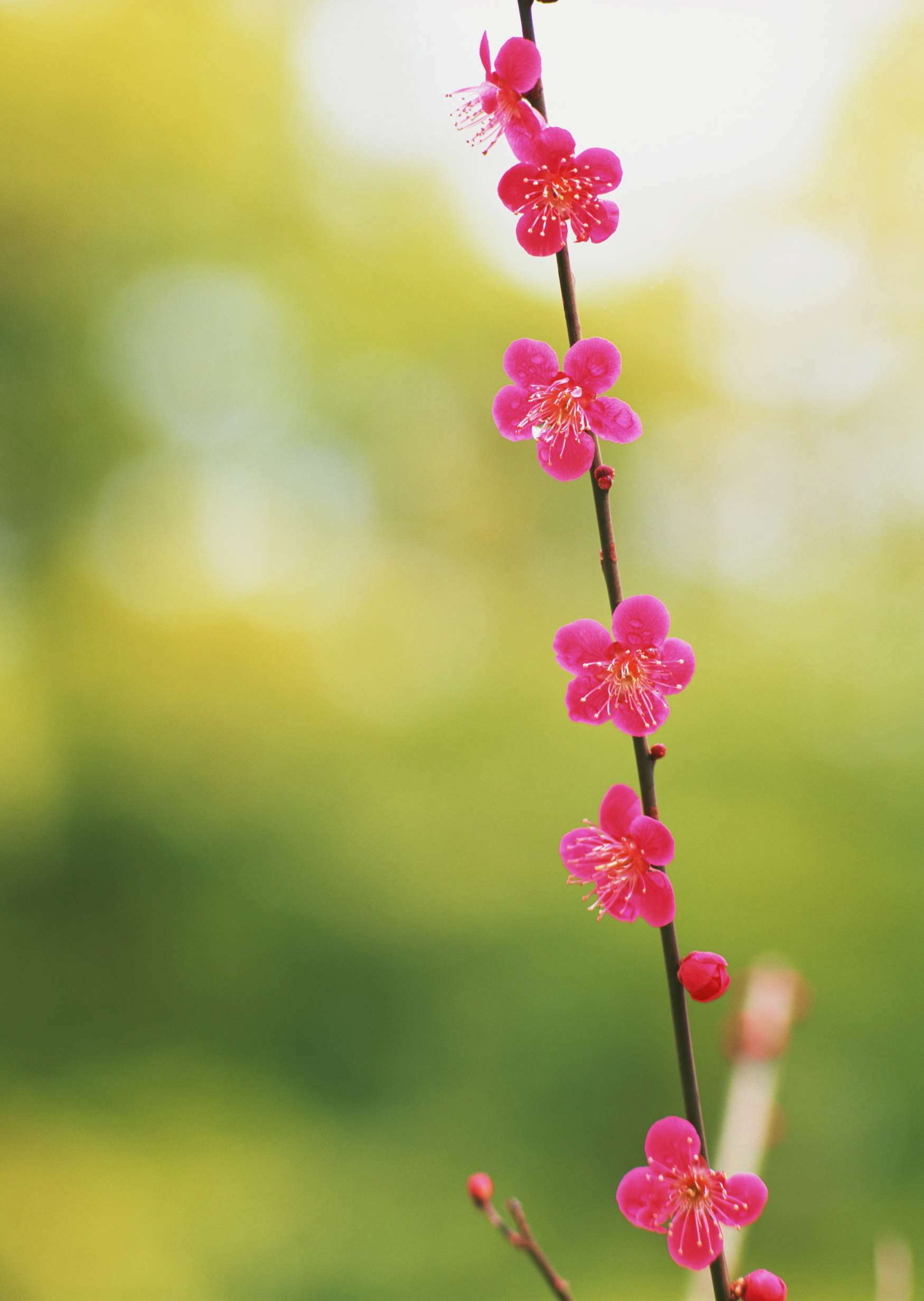 گل های شاداب 