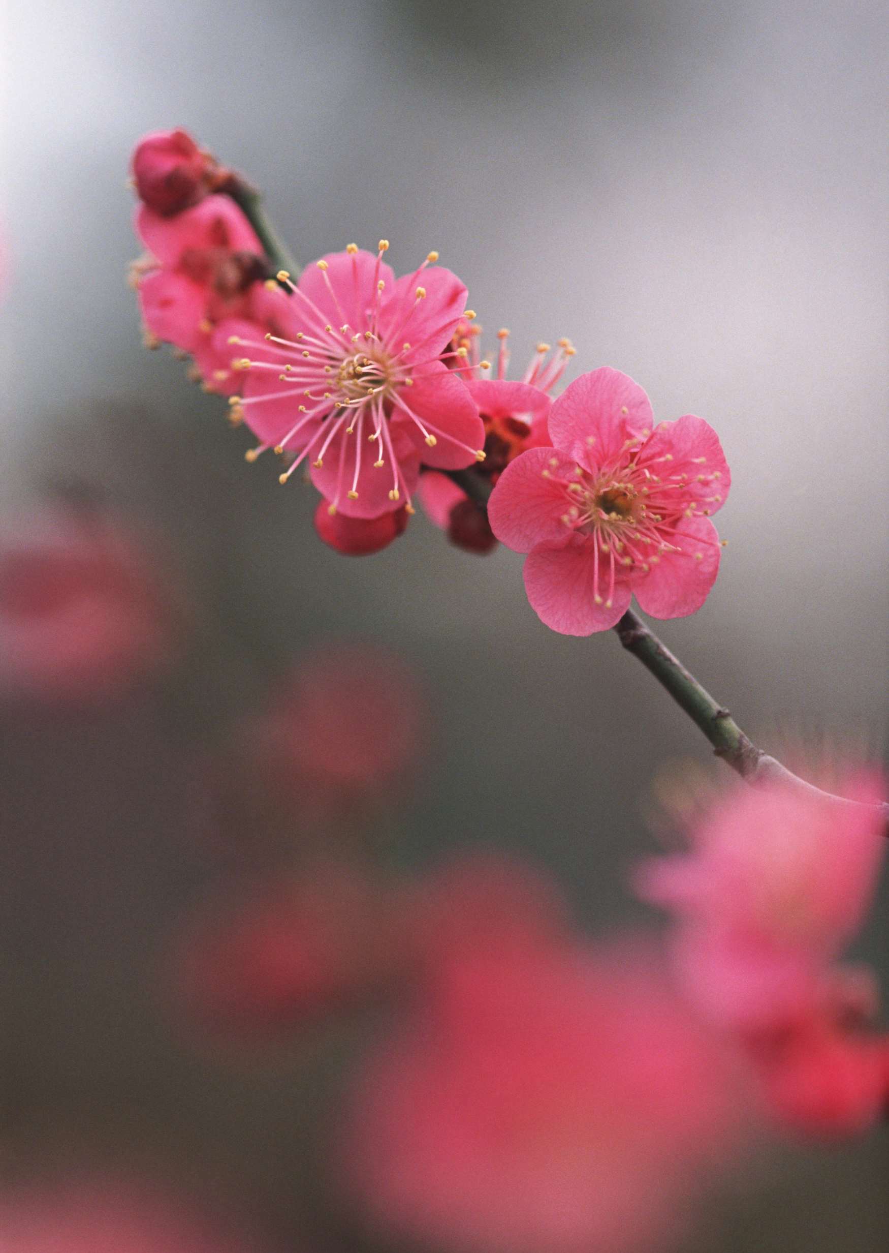 گل های شاداب