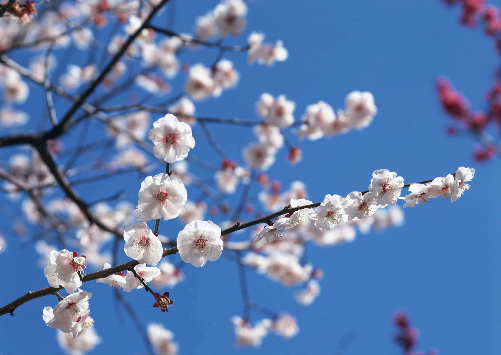 گل های شاداب