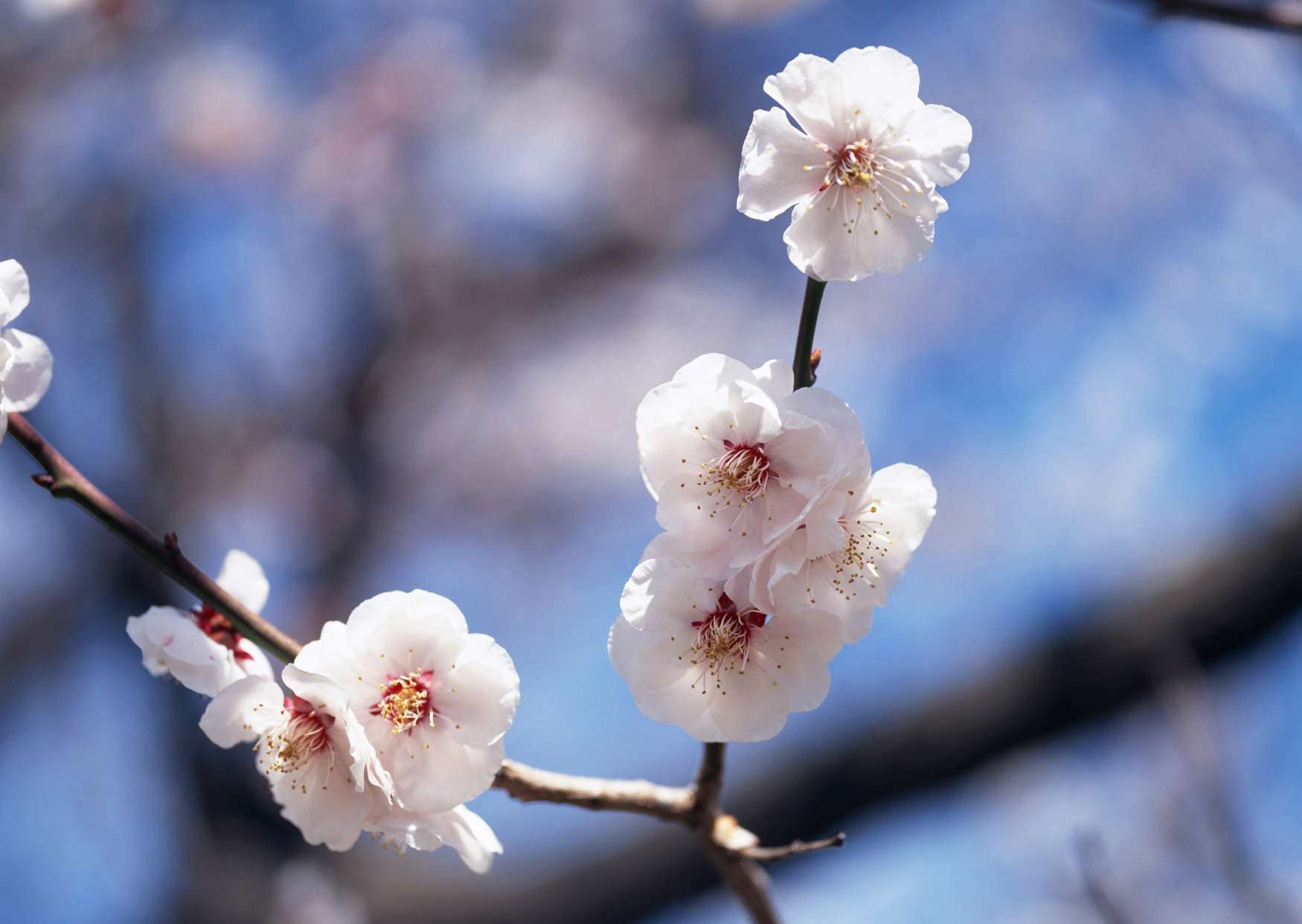 گل های شاداب 