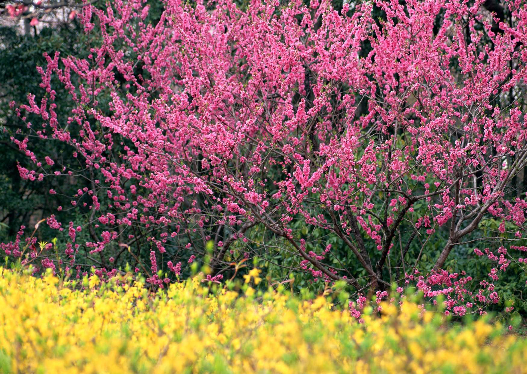 گل های شاداب