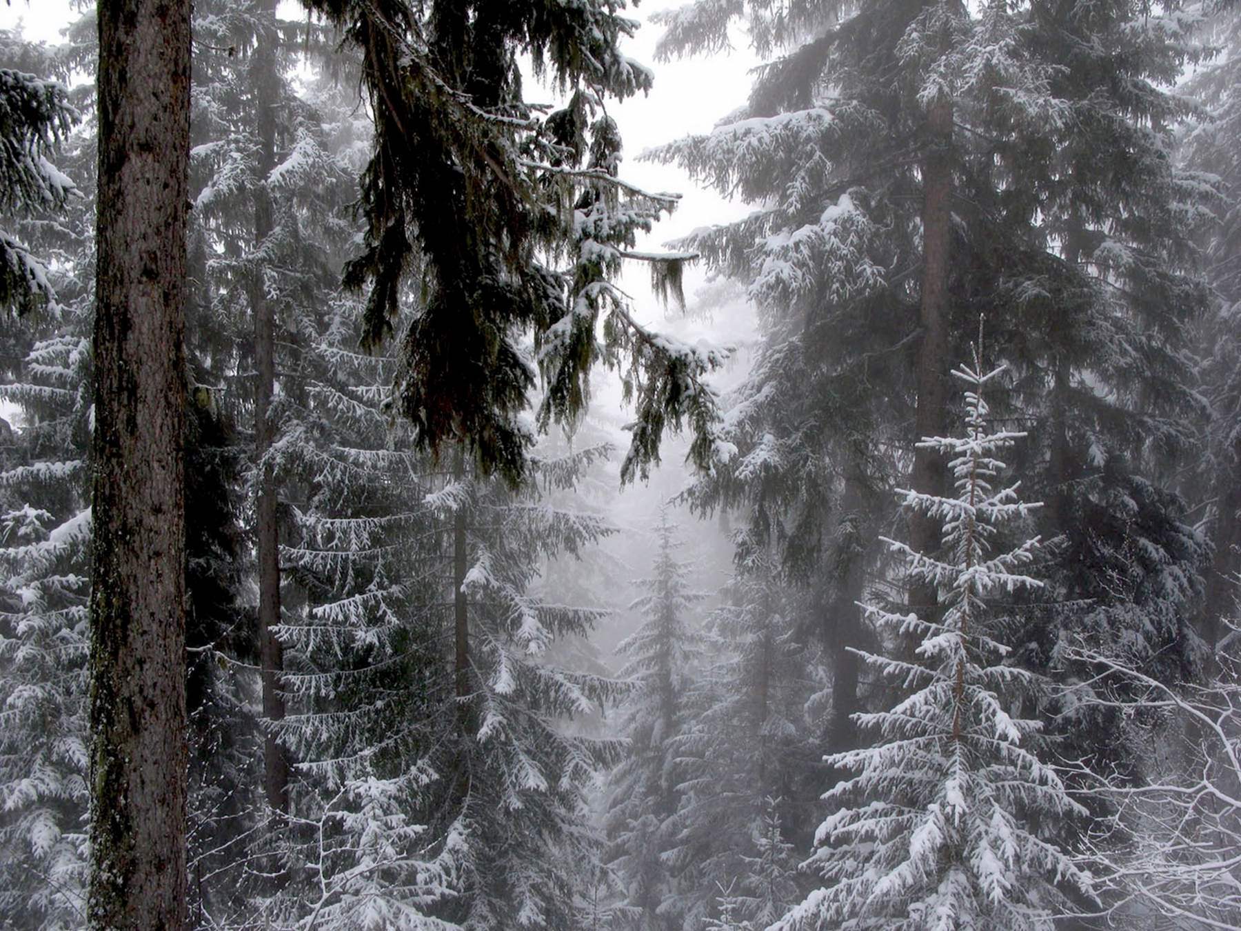 Впр после ночной вьюги лес. Зимний лес. Еловый лес. Зимний еловый лес. Зимой в лесу.
