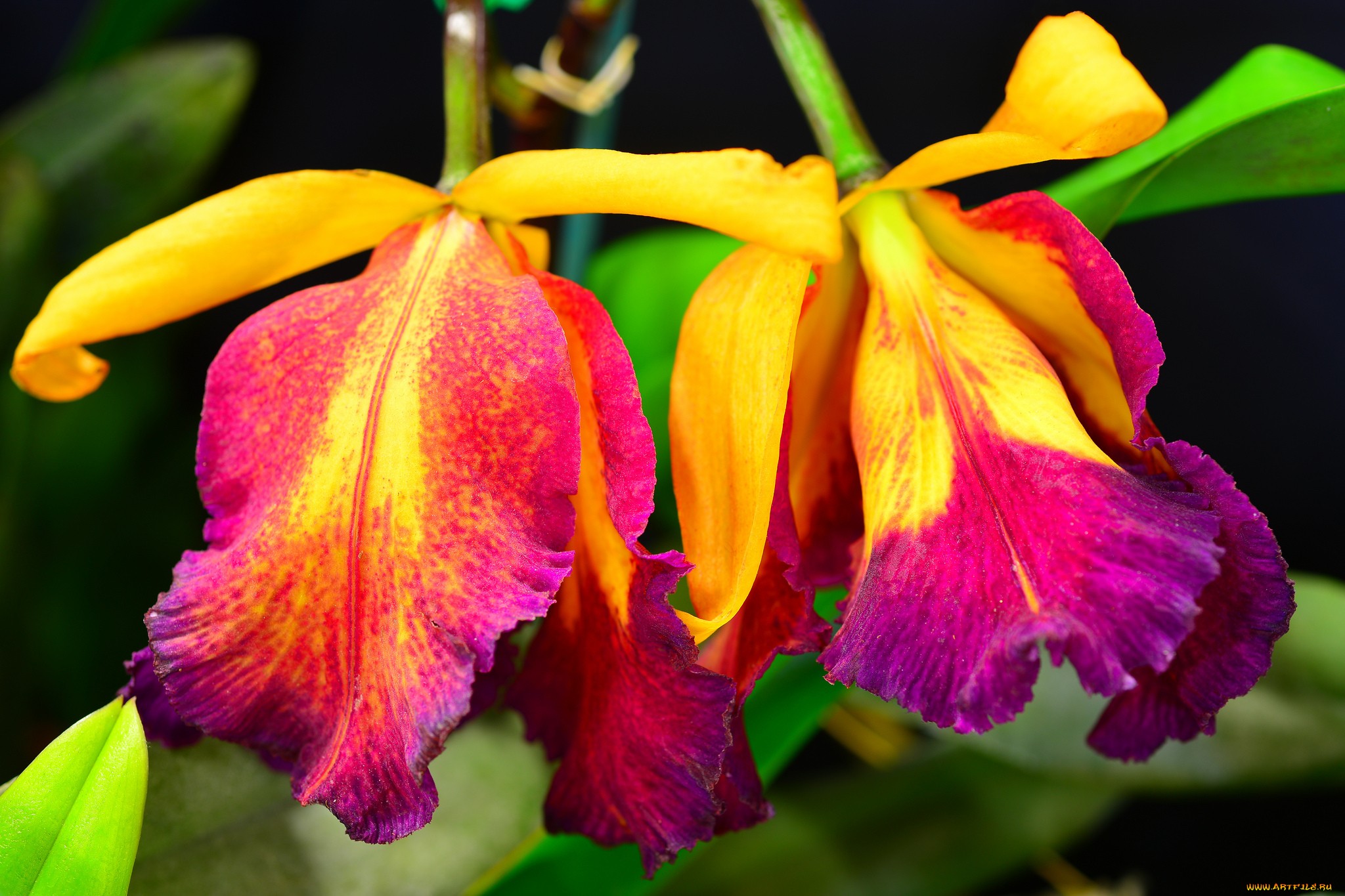 گل ارکیده