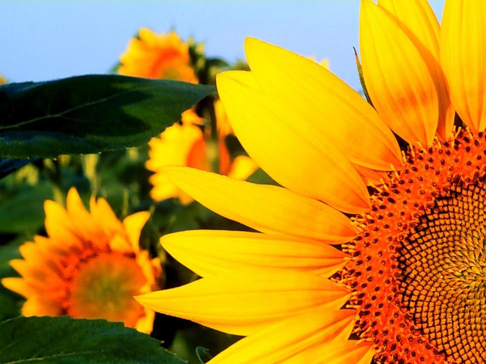 گلهای زیبا