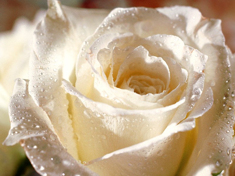 گلهای زیبا