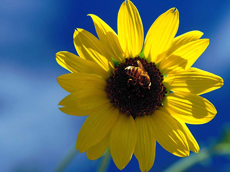 گلهای زیبا