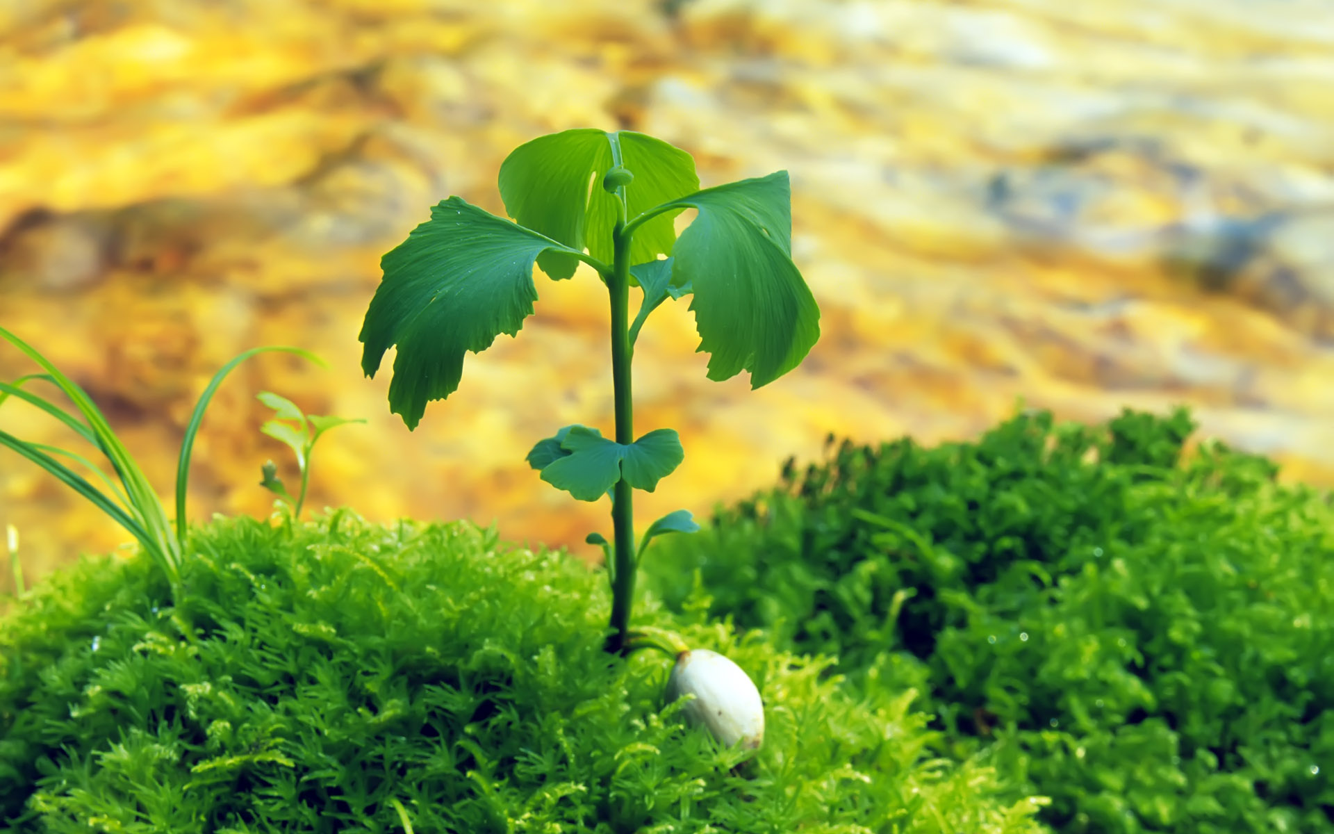 Растения обеспечивают жизнь другим растениям потому что. Зелёные растения. Красивые зеленые растения. Земля для растений. Земля зелень.