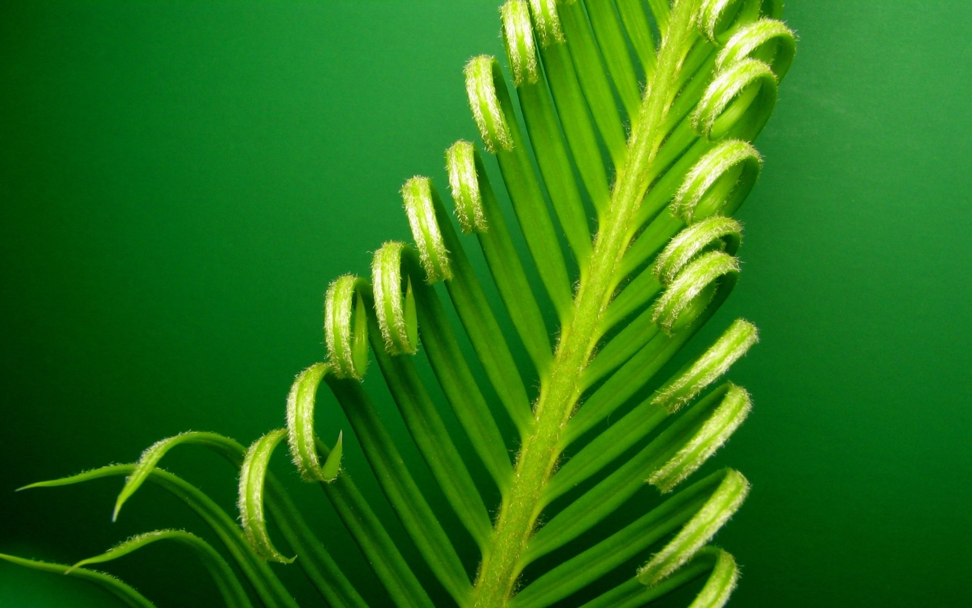 گیاهان