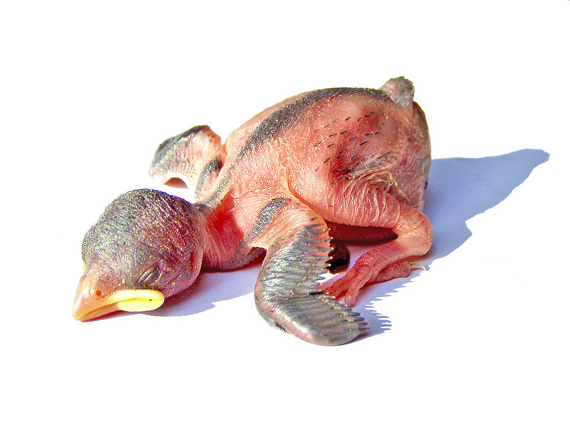 گنجشک