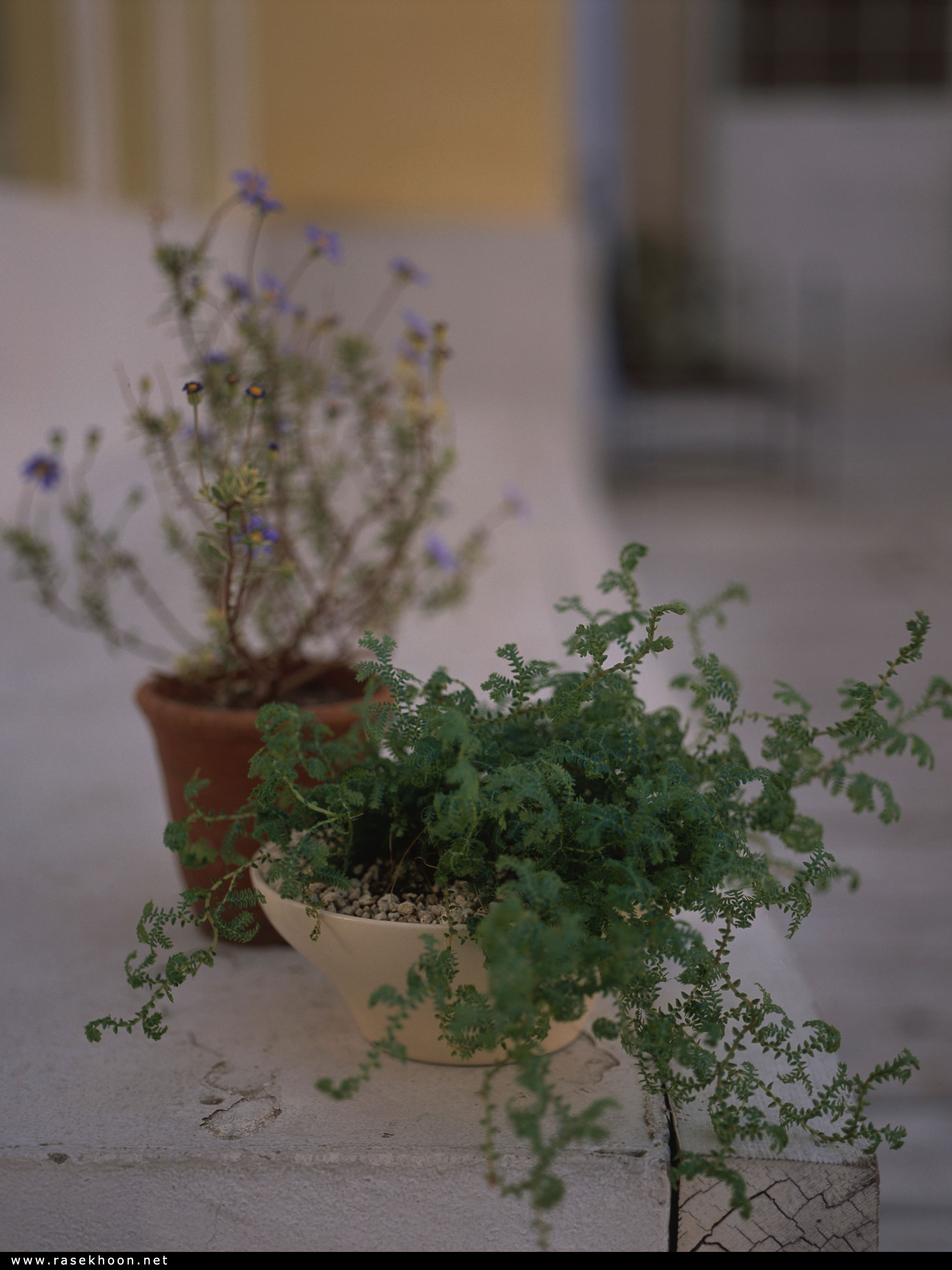 گیاهان