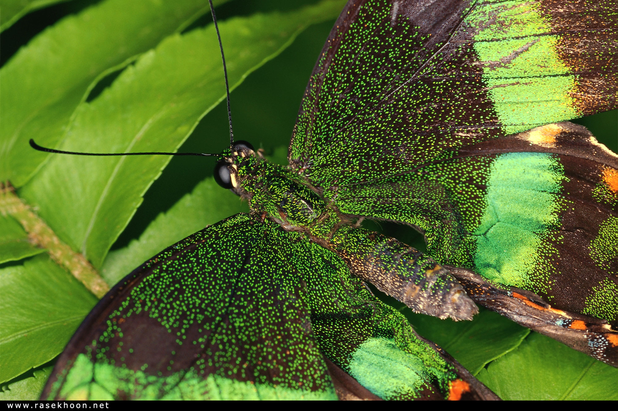 Тропики насекомые. Бабочка Урания Мадагаскарская. Phyllodes Imperialis бабочка. Бабочки тропических лесов Индии. Насекомые тропического леса.