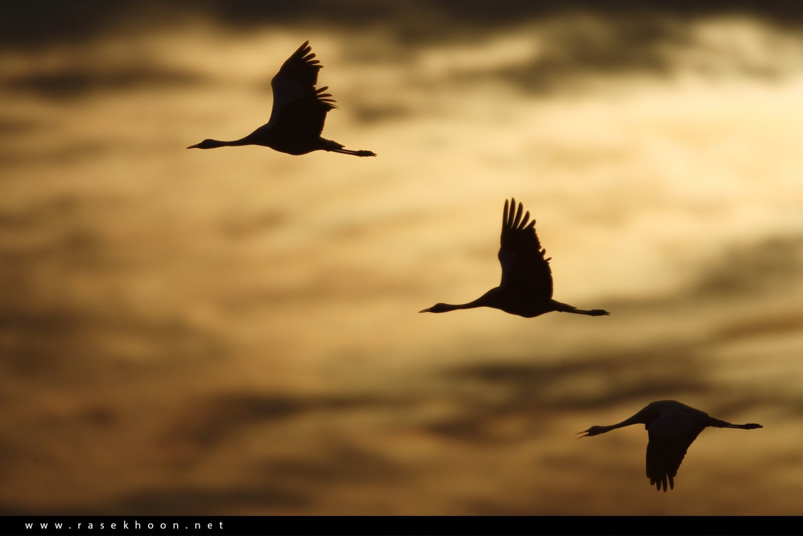پرندگان