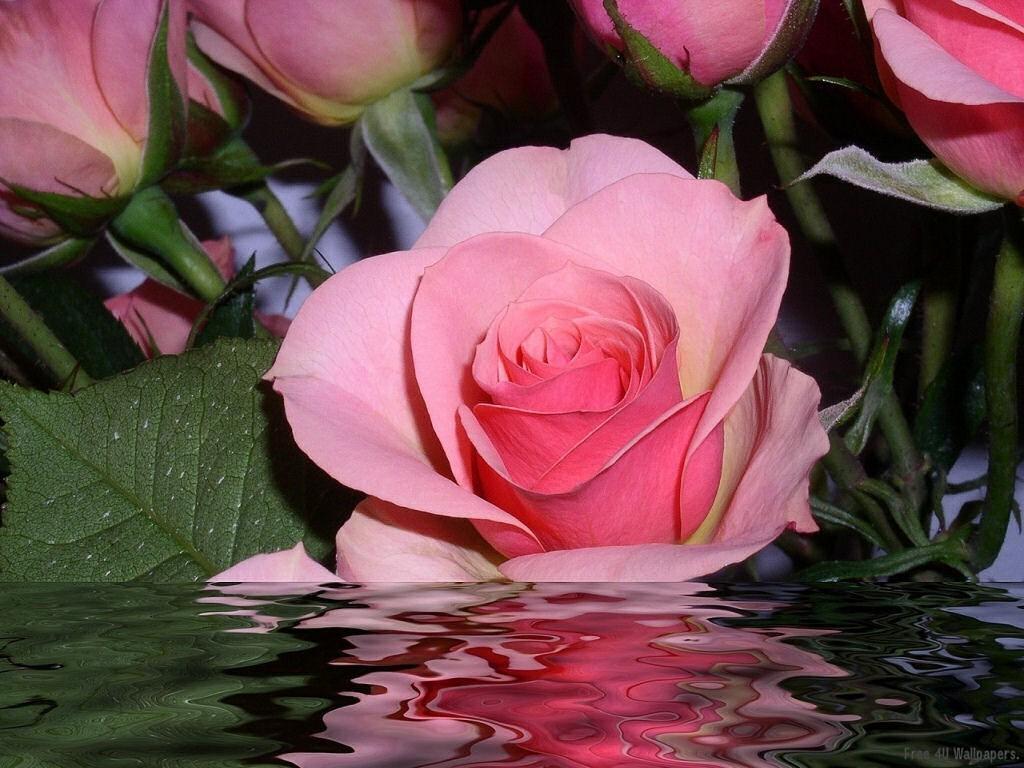 گل های با طراوت و زیبا