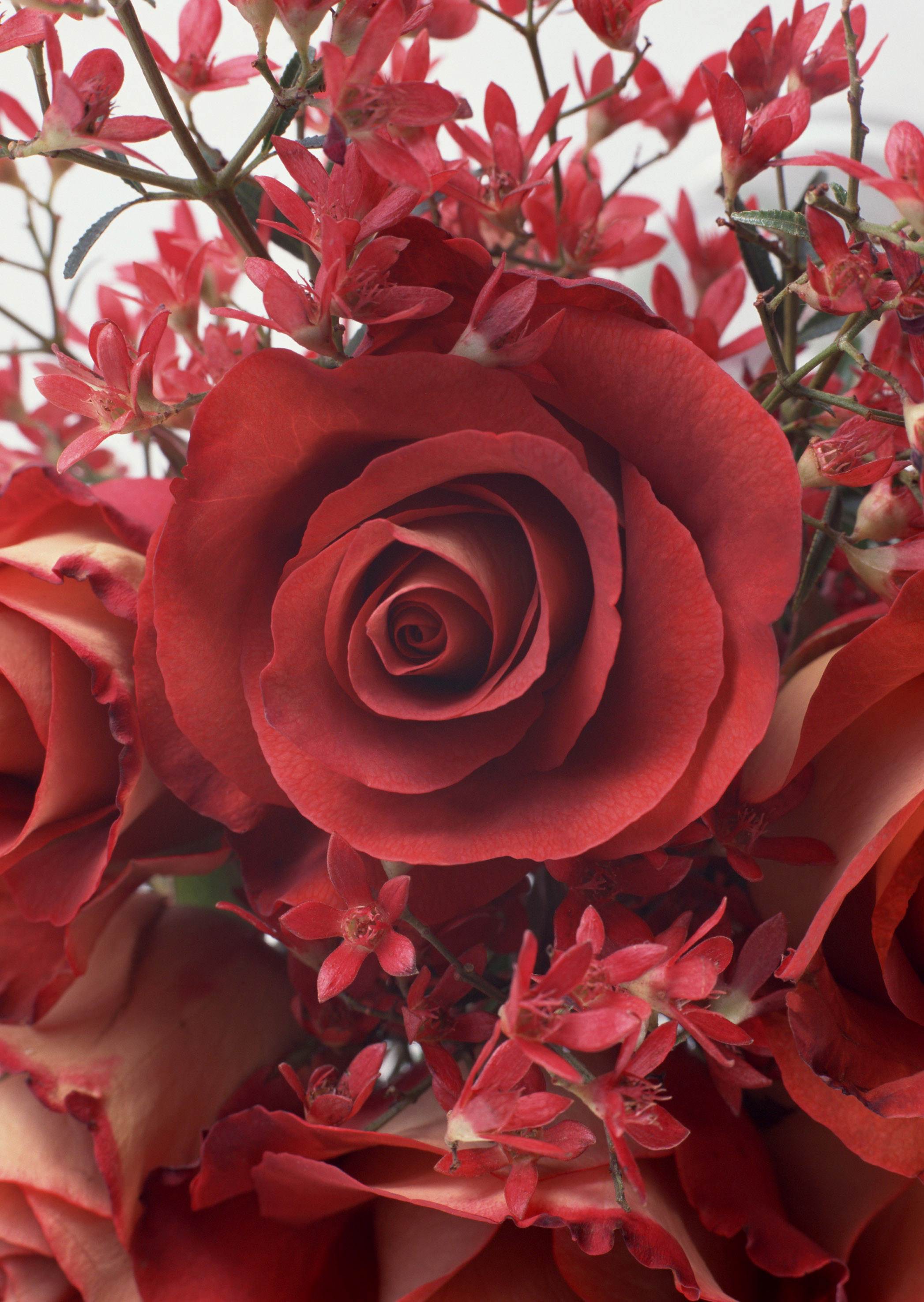 Темно алые розы а на душе. Прекрасные цветы. Красивые розы. Красные розы. Роскошные розы.