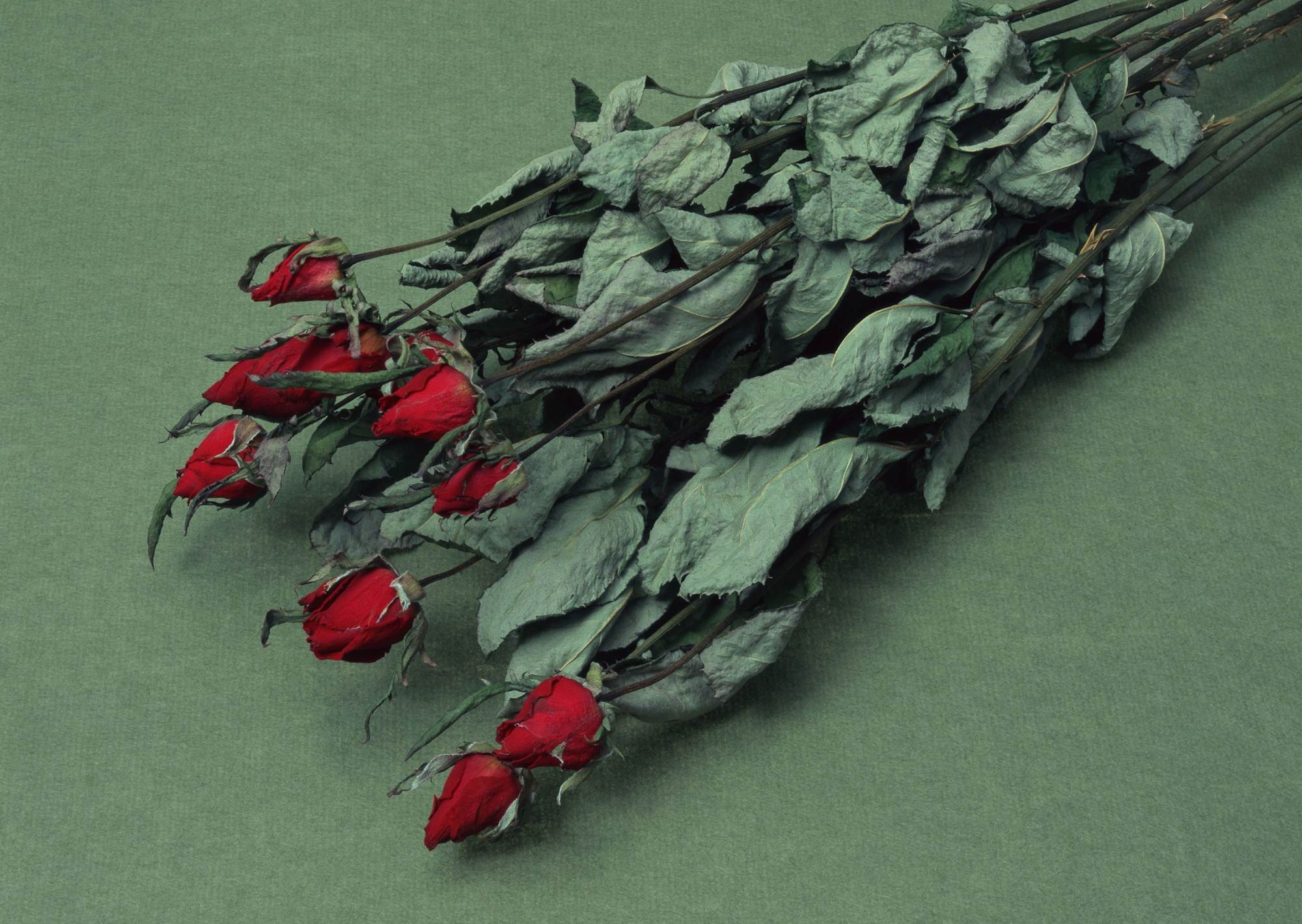 Что делать если тюльпаны завяли. Увядший цветок. Букет завявших роз. Увядший букет. Розы завяли.