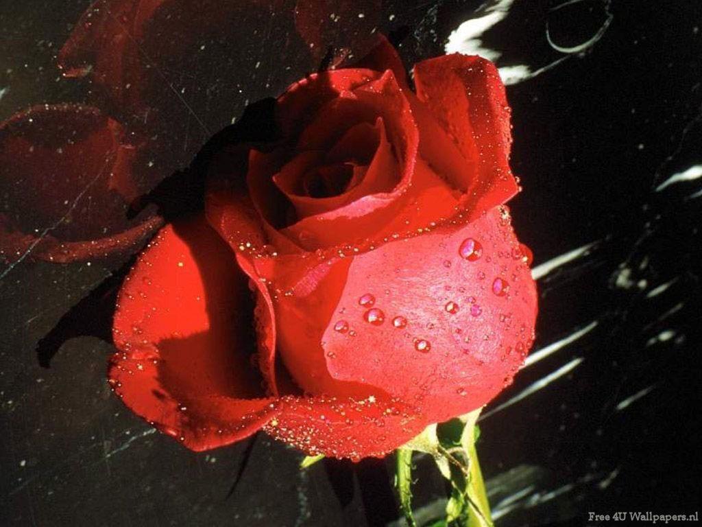 گل های با طراوت و زیبا