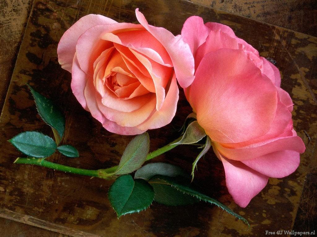 گل های با طراوت و زیبا