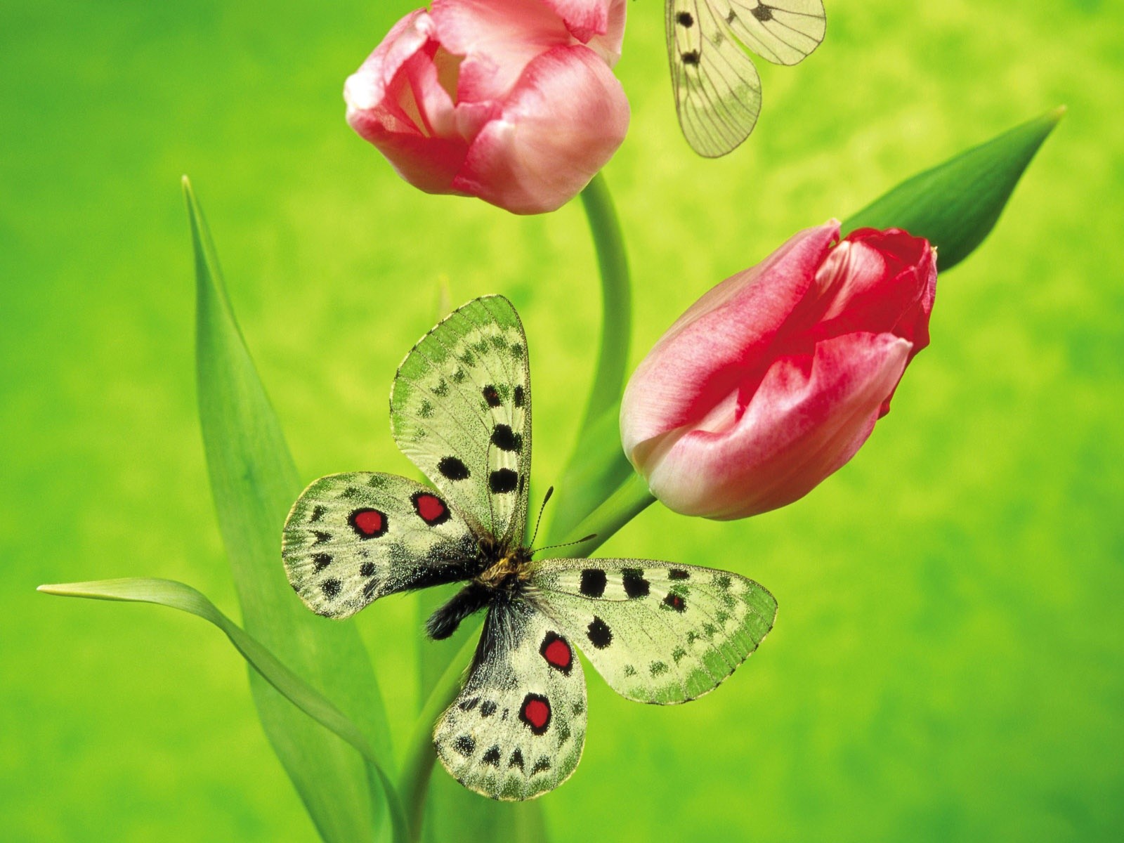 گل های با طراوت
