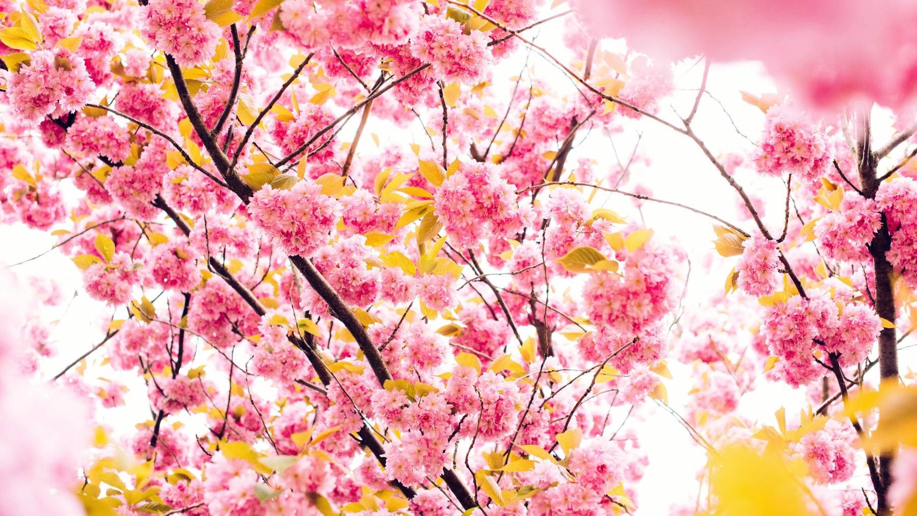 گل های با طراوت