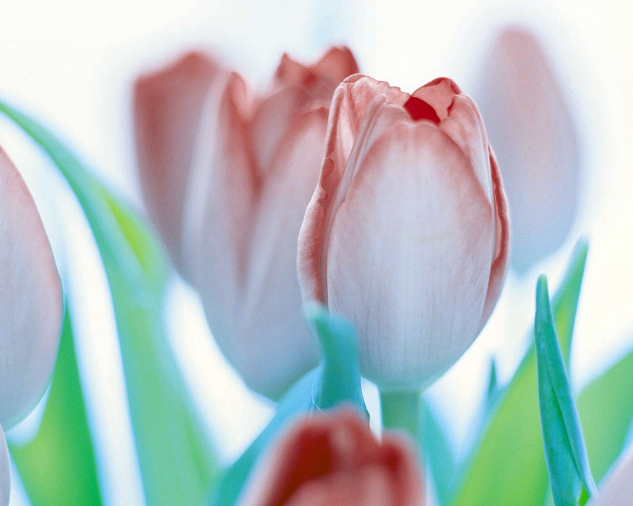 گل های با طراوت