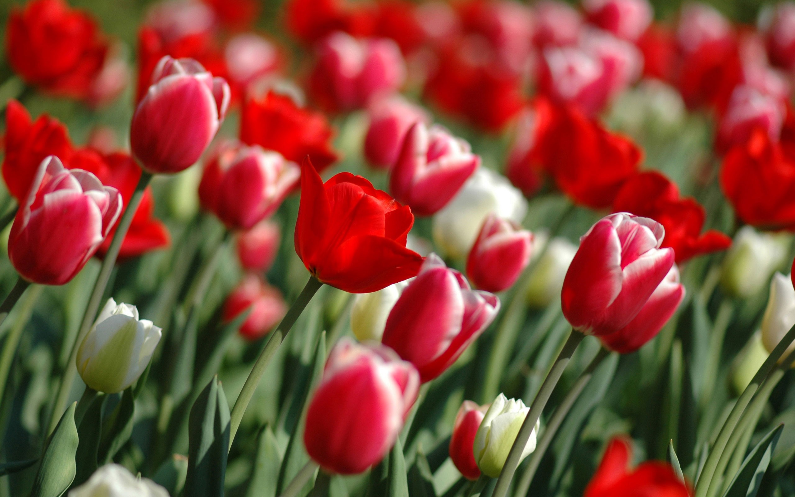 گل های با طراوت