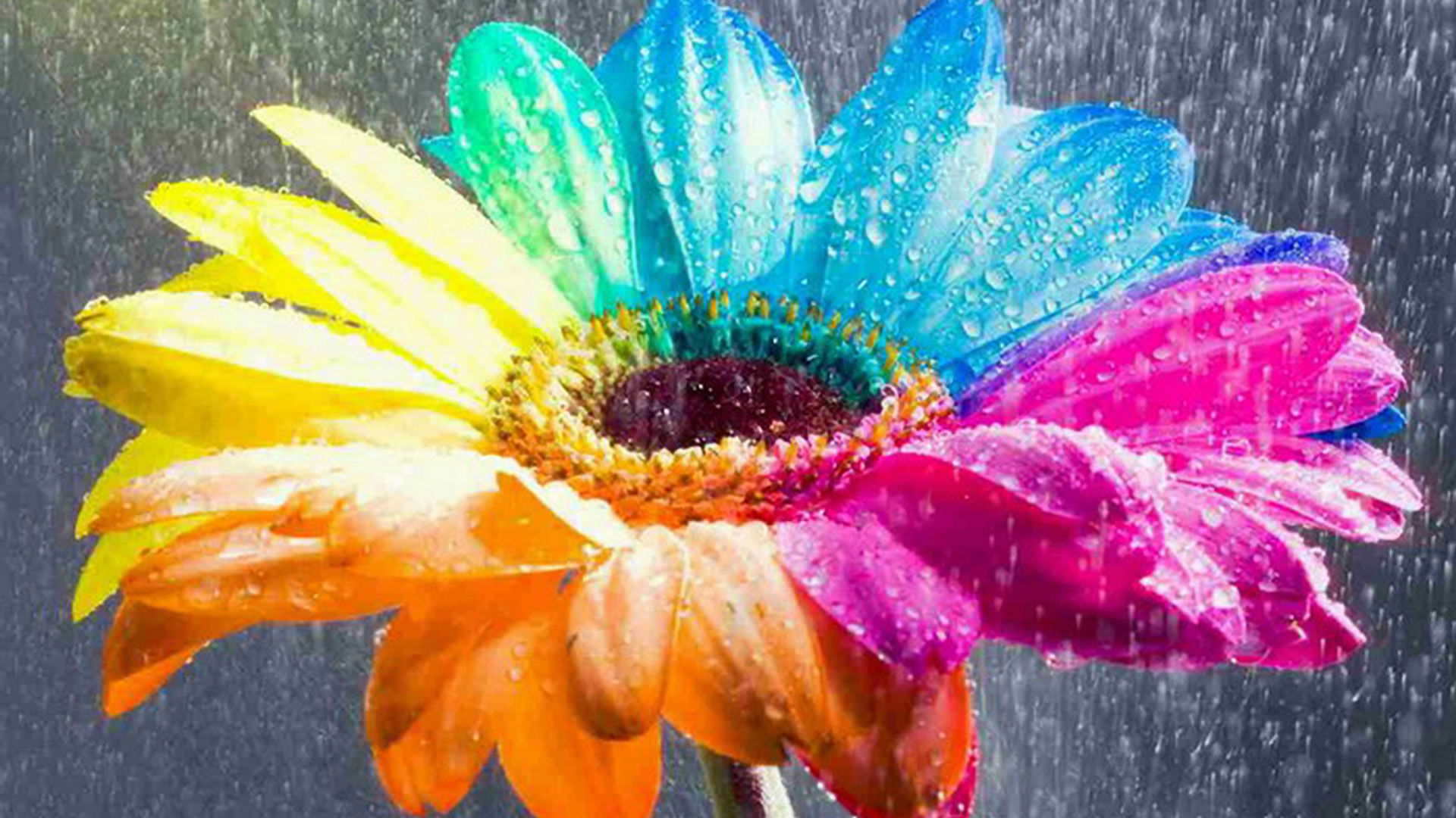 گل های با طراوت