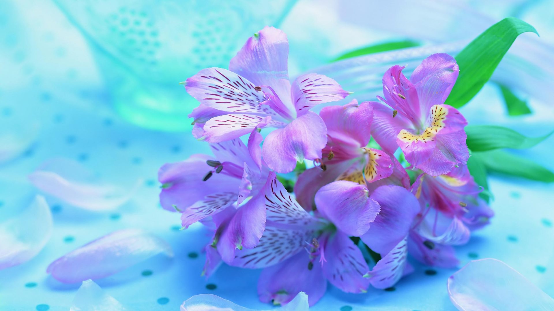گل های با طراوت