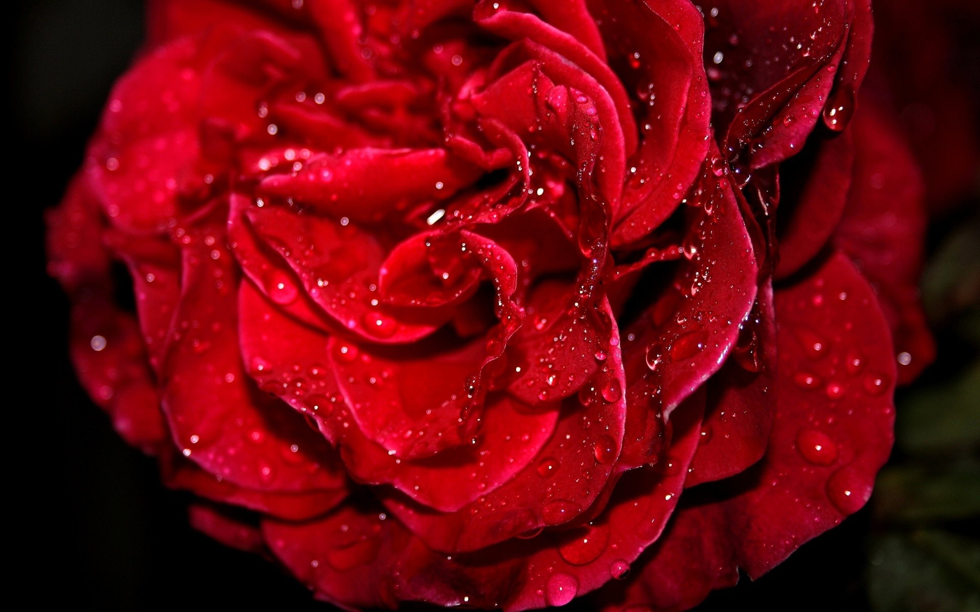 گل های با طراوت