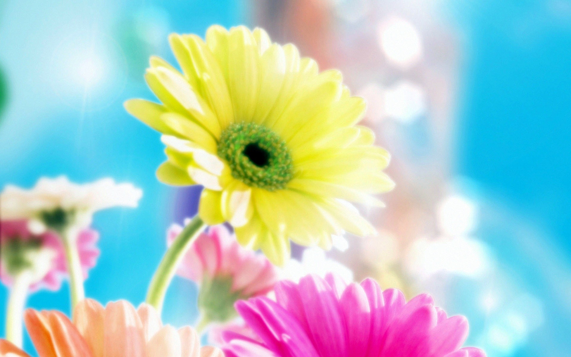 گل های با طراوت