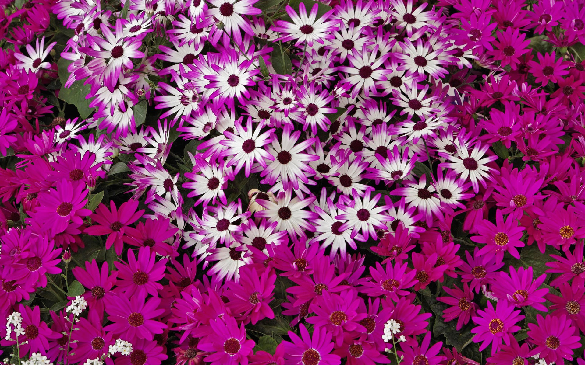گل های با طراوت