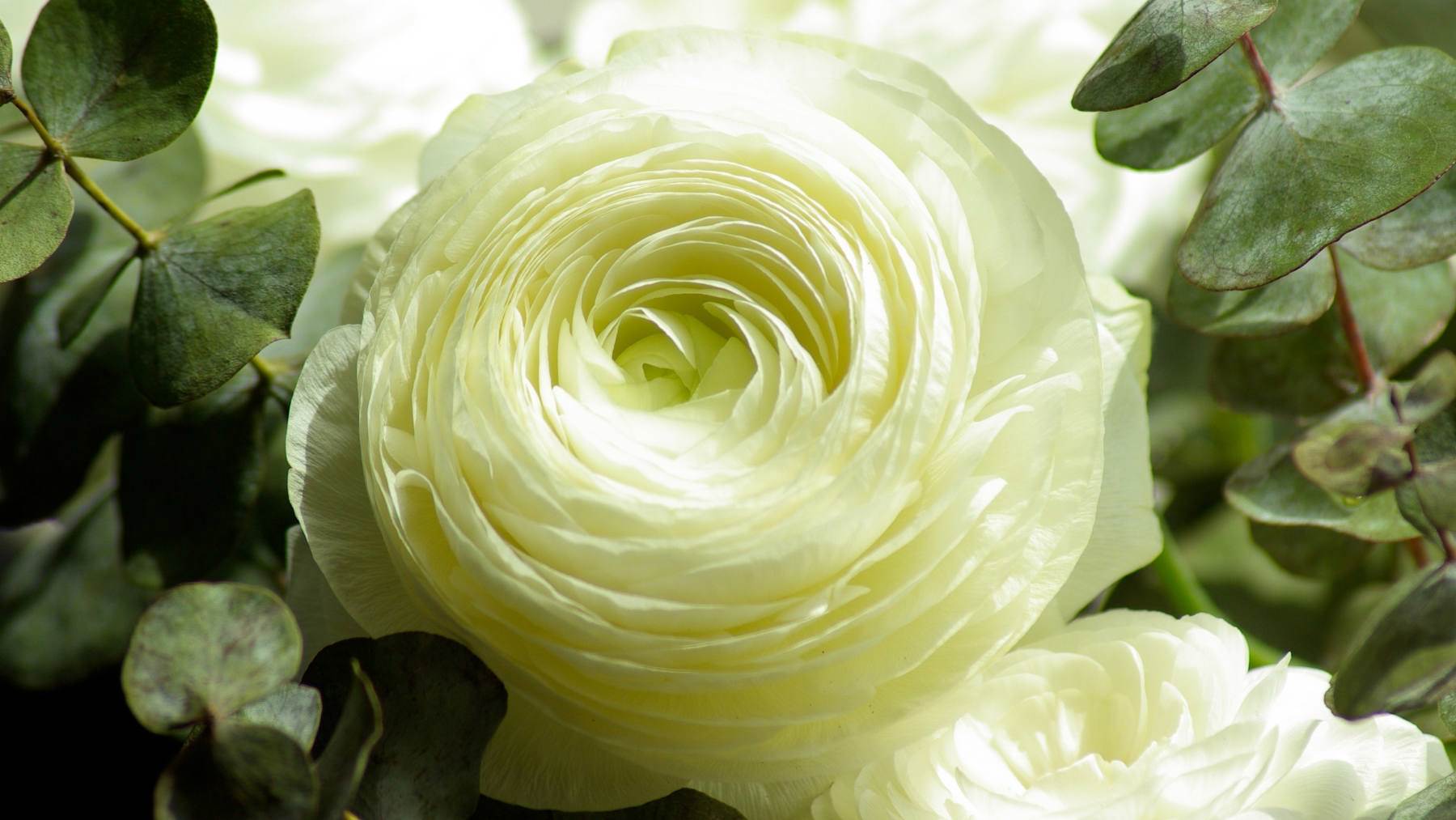 گل های با طراوت