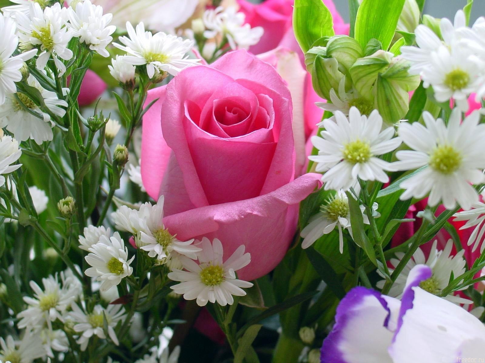 گل های با طراوت