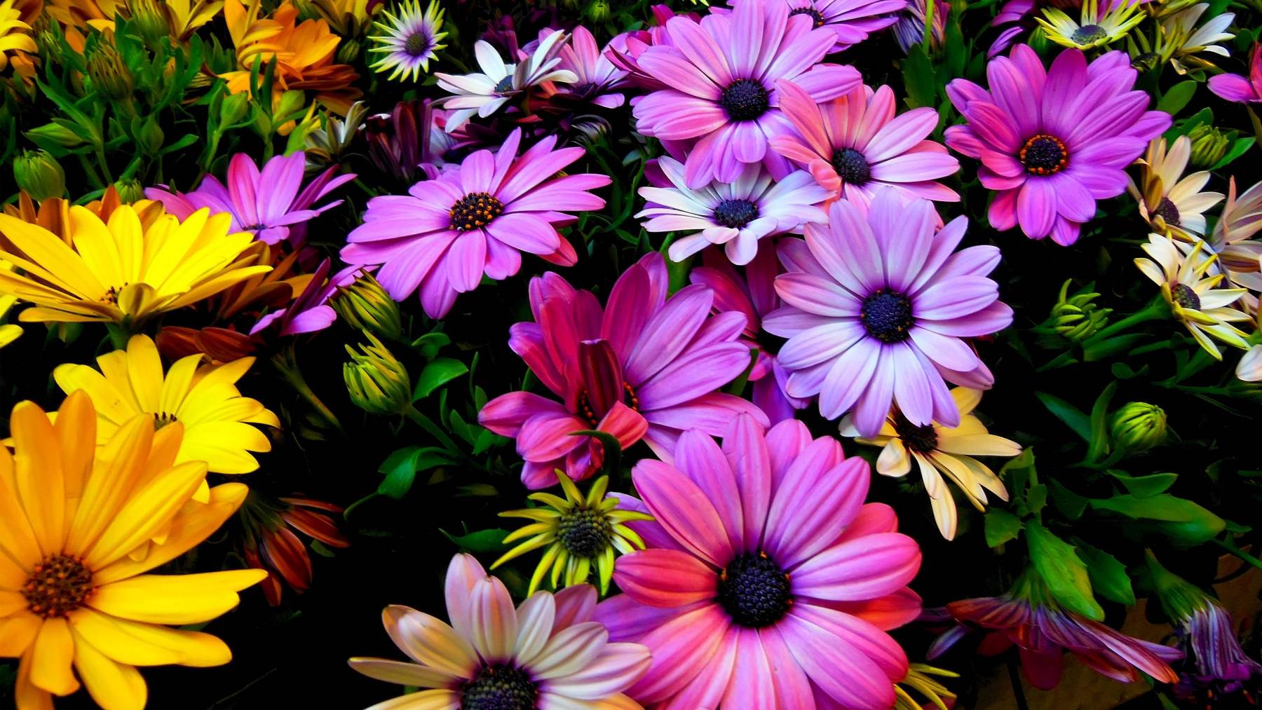 گل های با طراوت