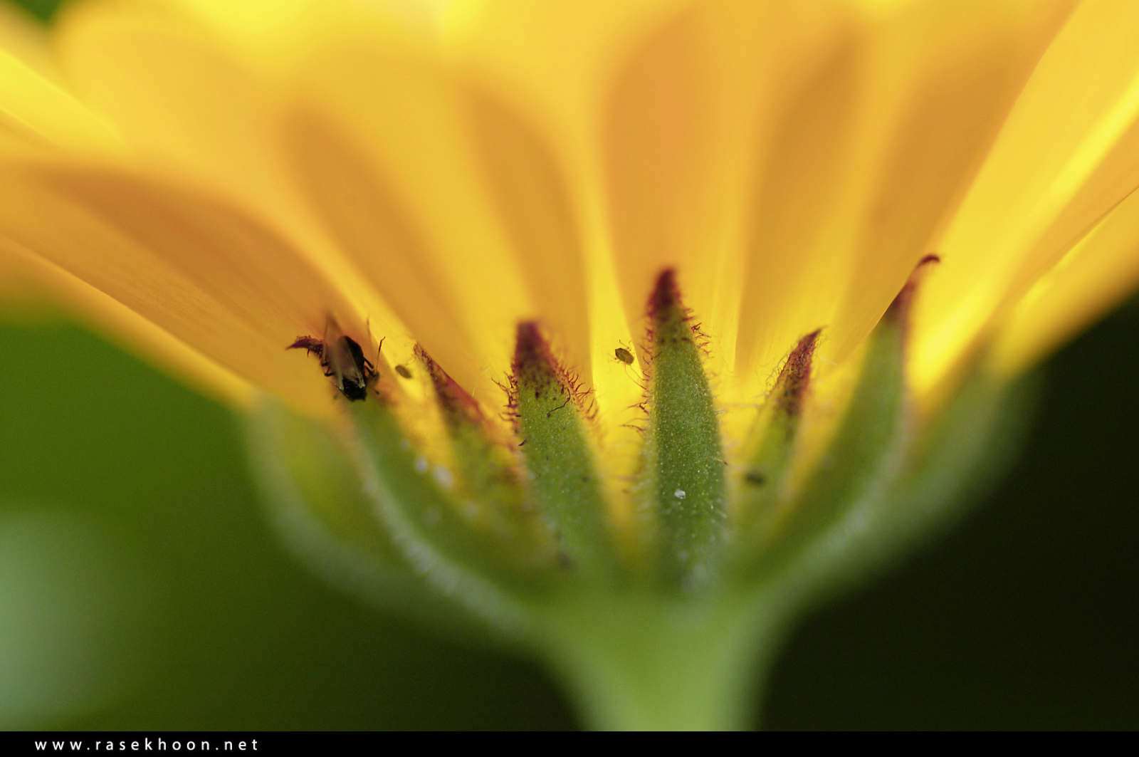 گل های زیبا