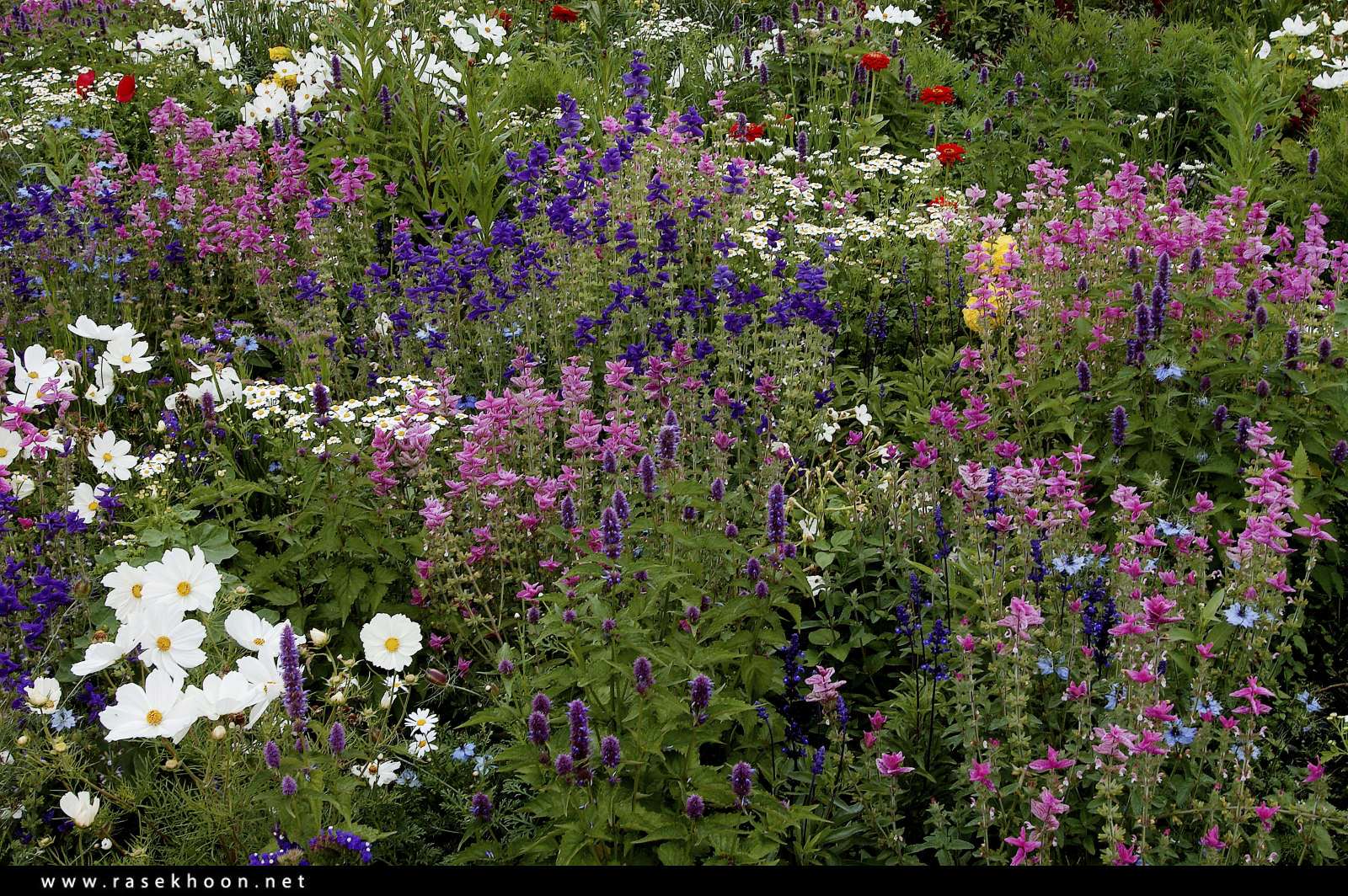 گل های زیبا