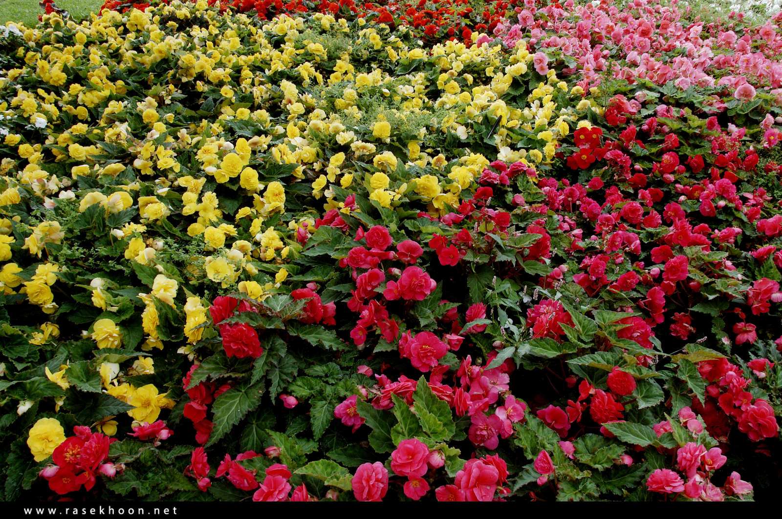 گل های زیبا