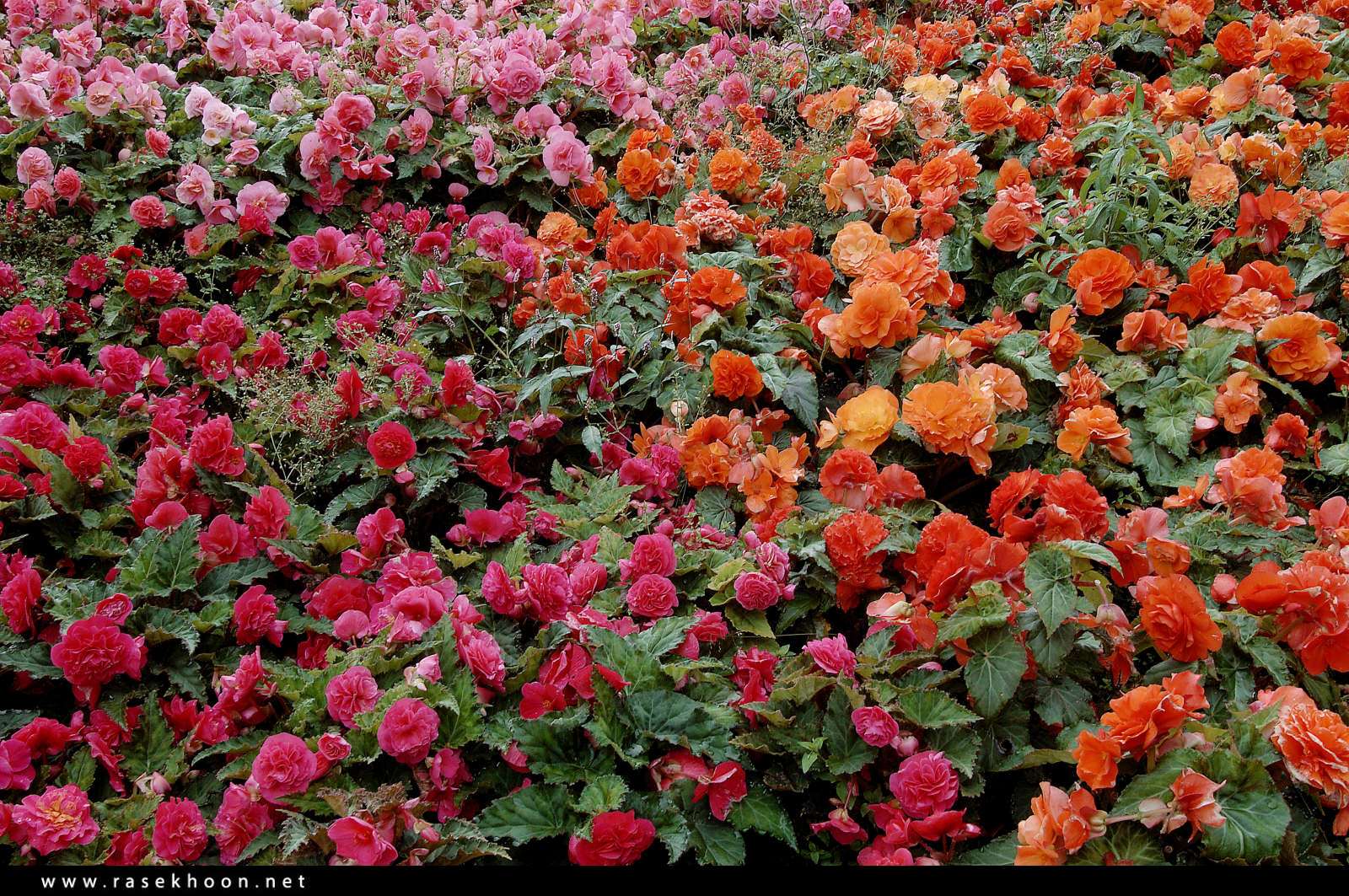 گل های زیبا