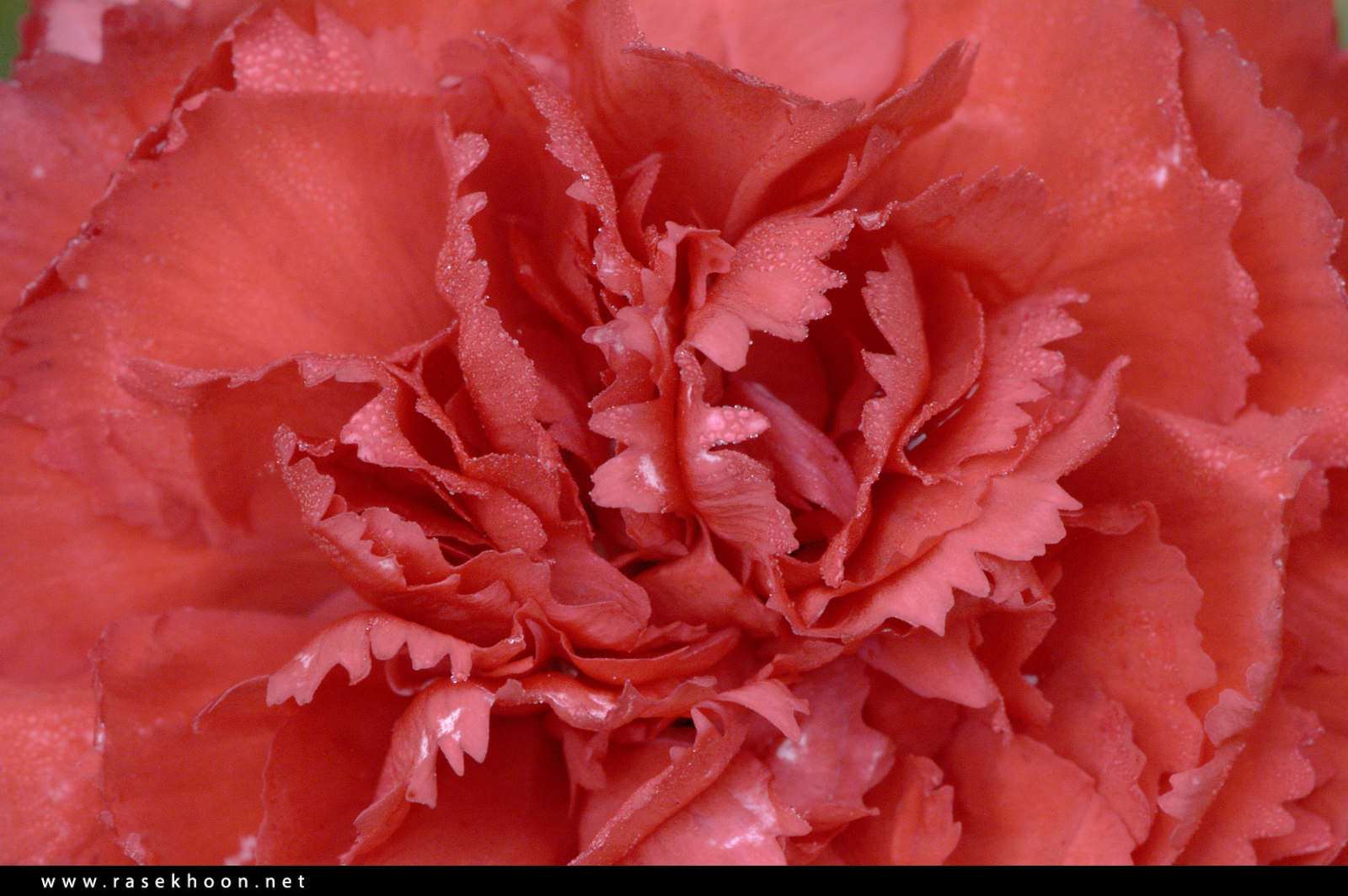 گل های زیبا