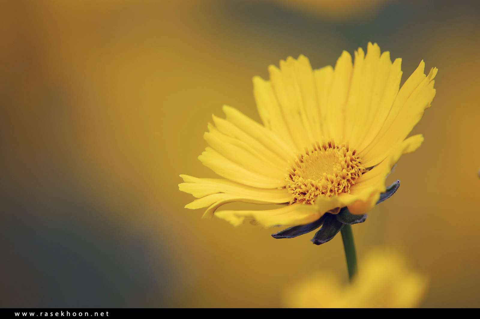 گل های زیبا