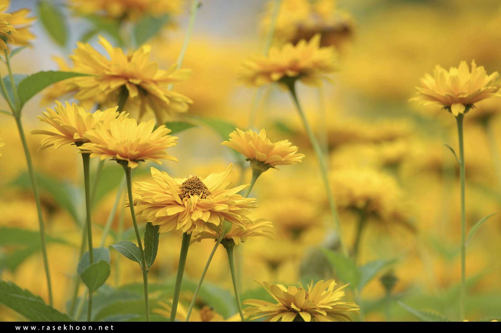 گل های زیبا