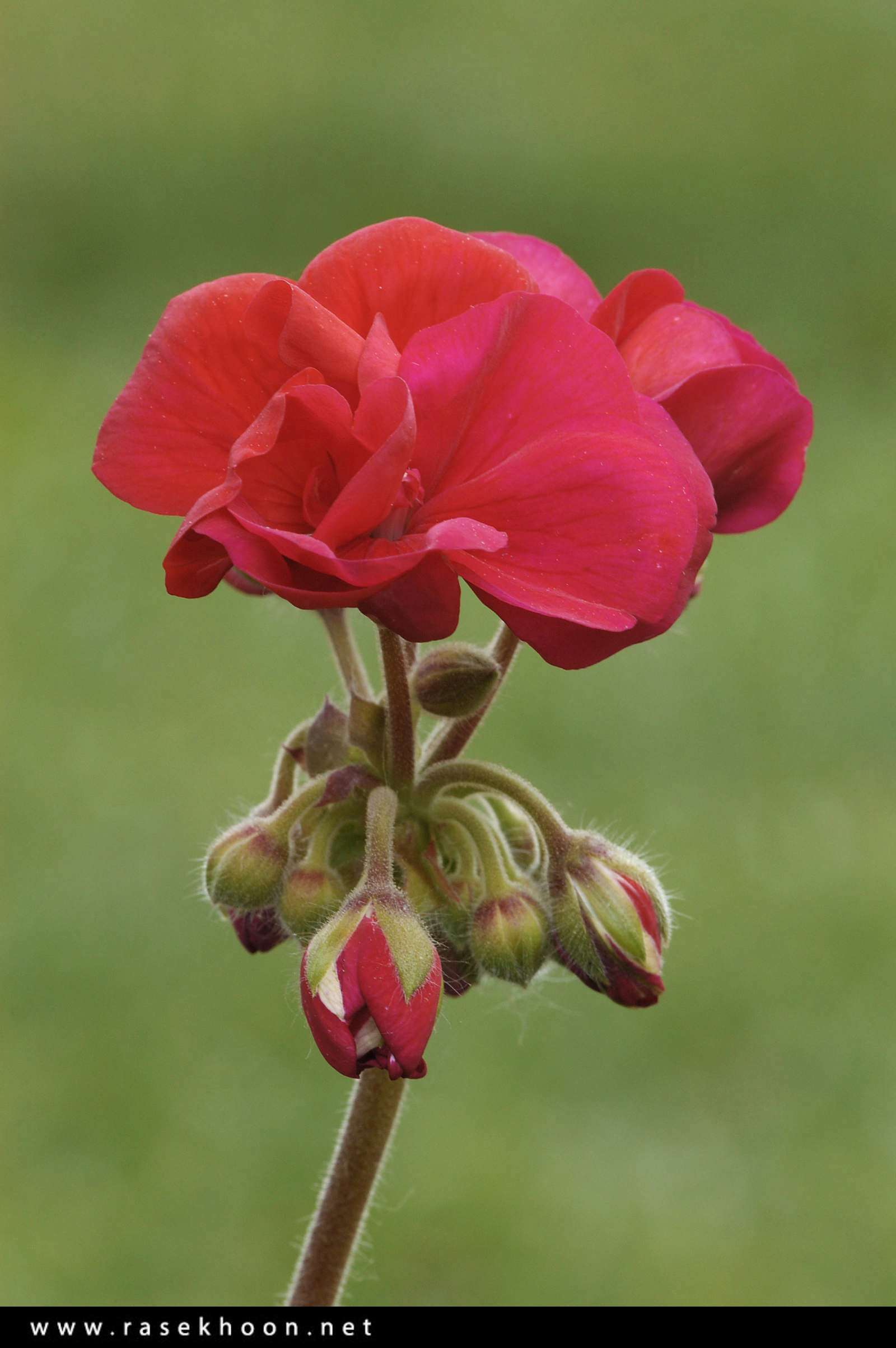 گل های زیبا