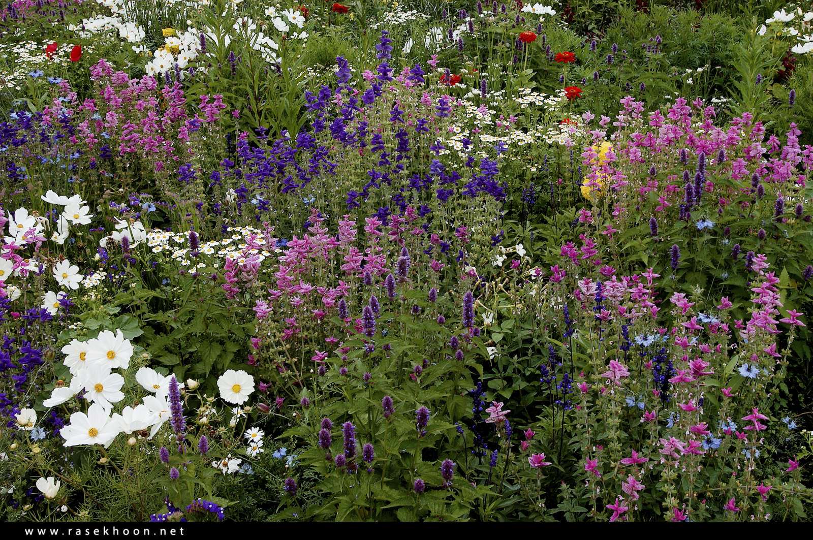 گل های زیبا