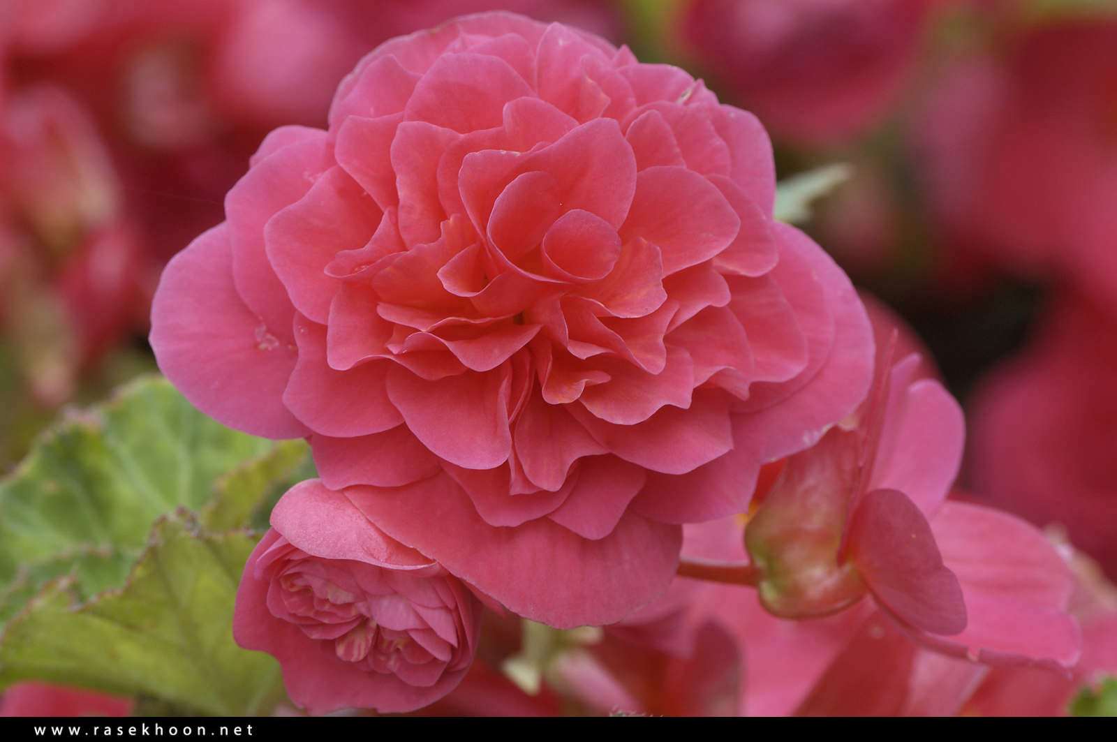 گل های زیبا
