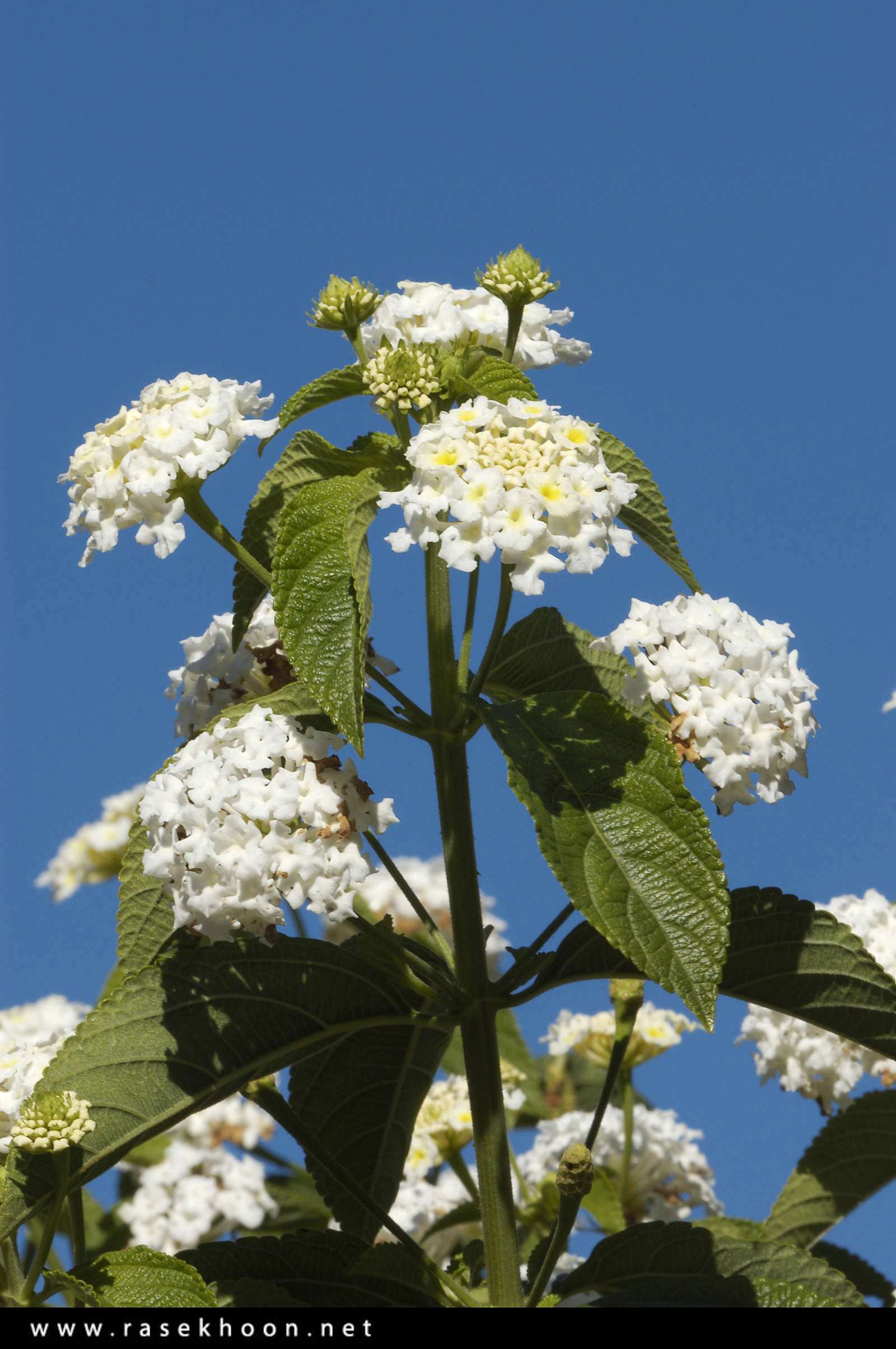 گل های زیبا