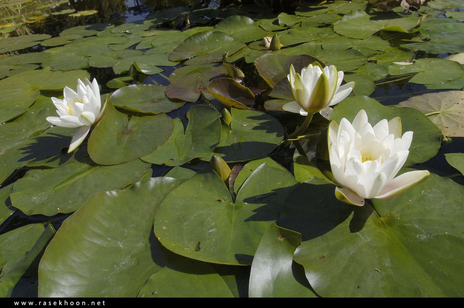 گل های زیبا