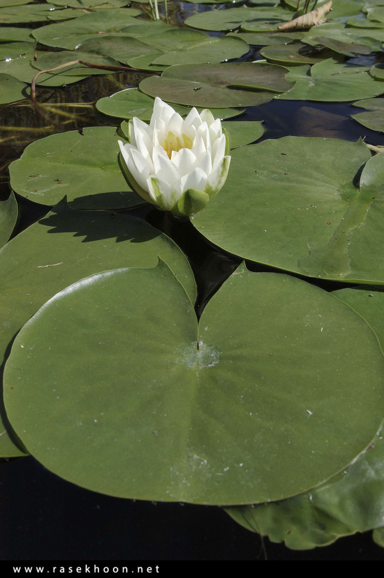 گل های زیبا