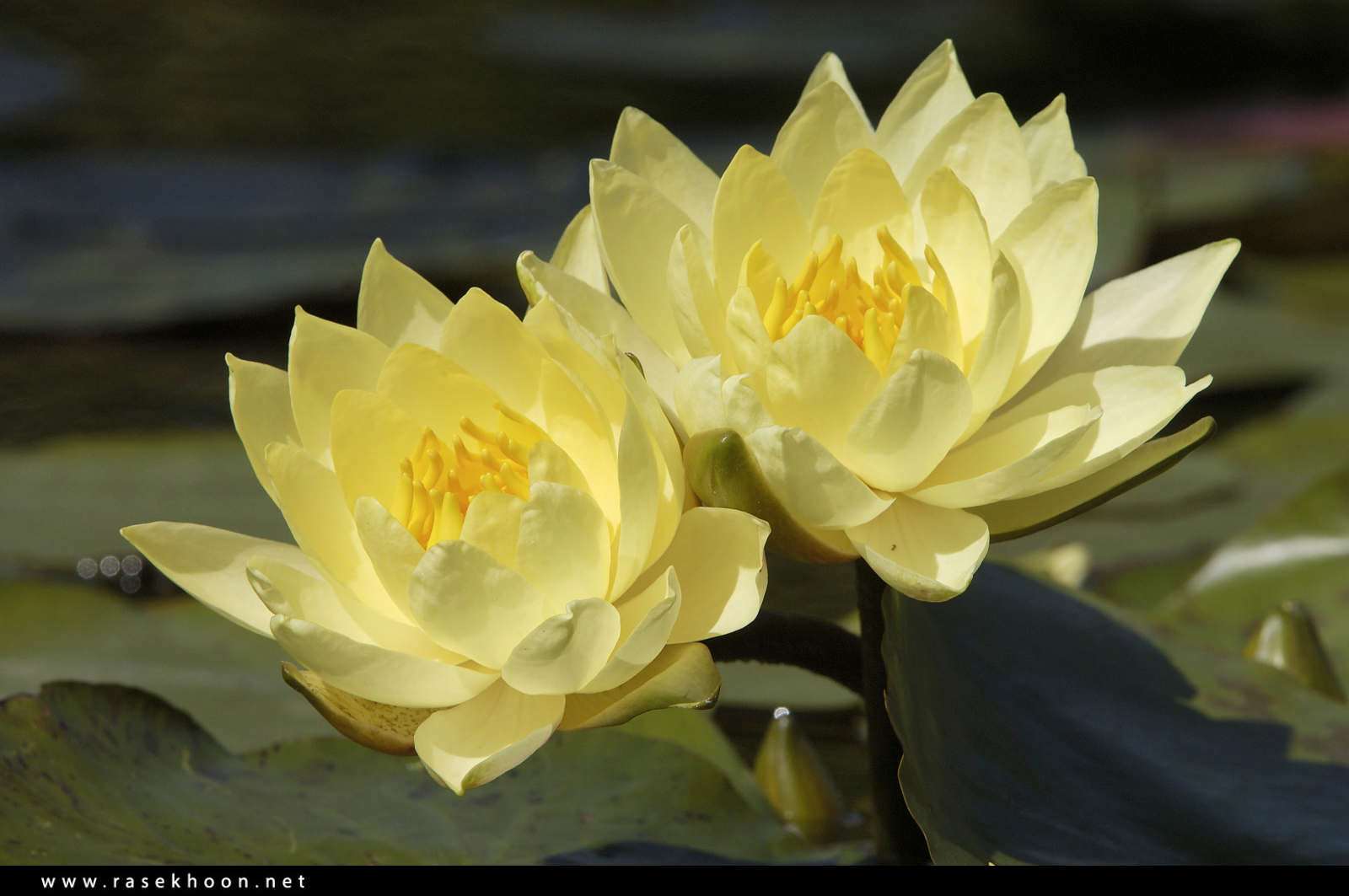 گل های زیبا