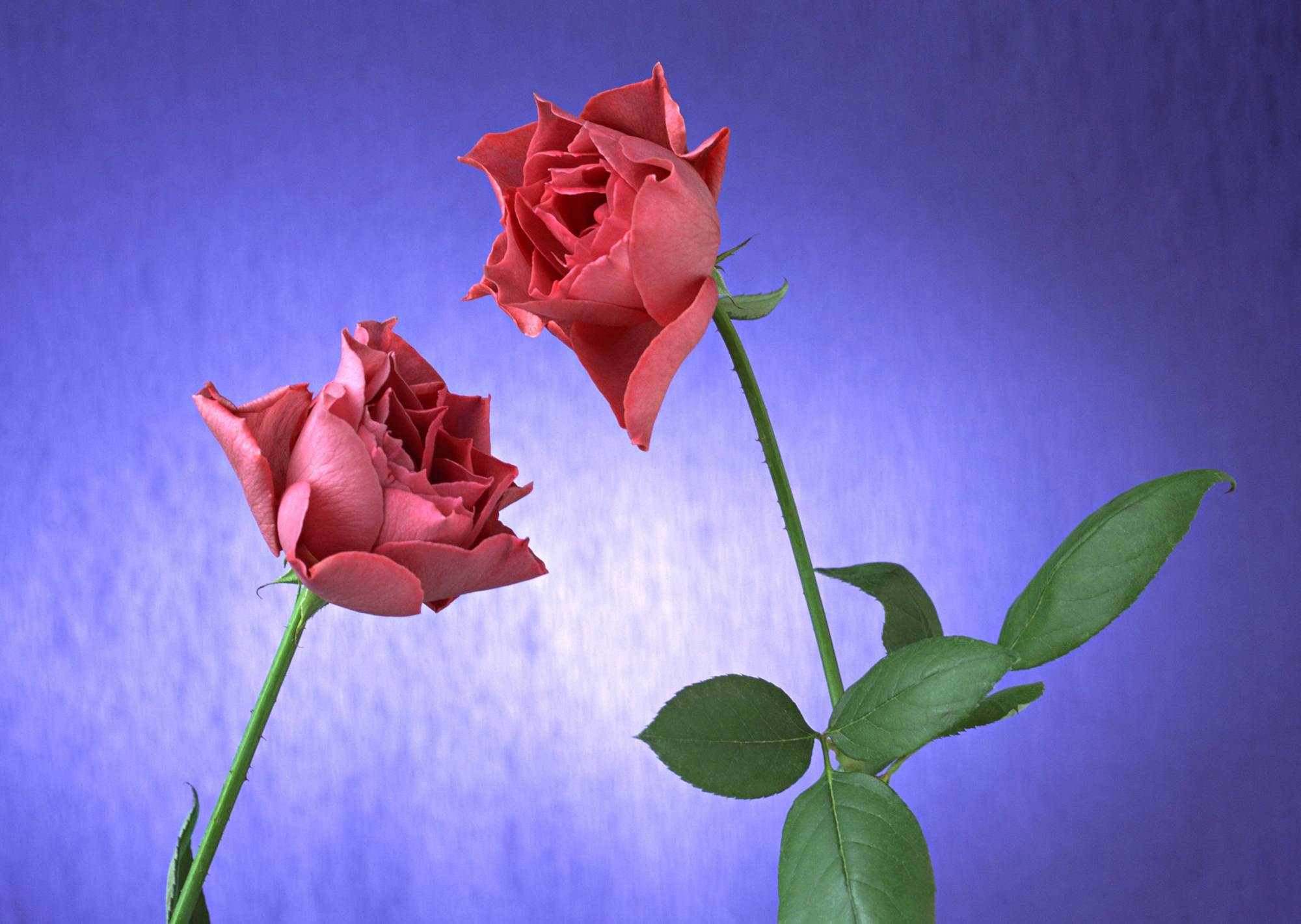 Картинки с двумя цветами. Цветы розы. Два цветка. Две розы. Два цветка розы.