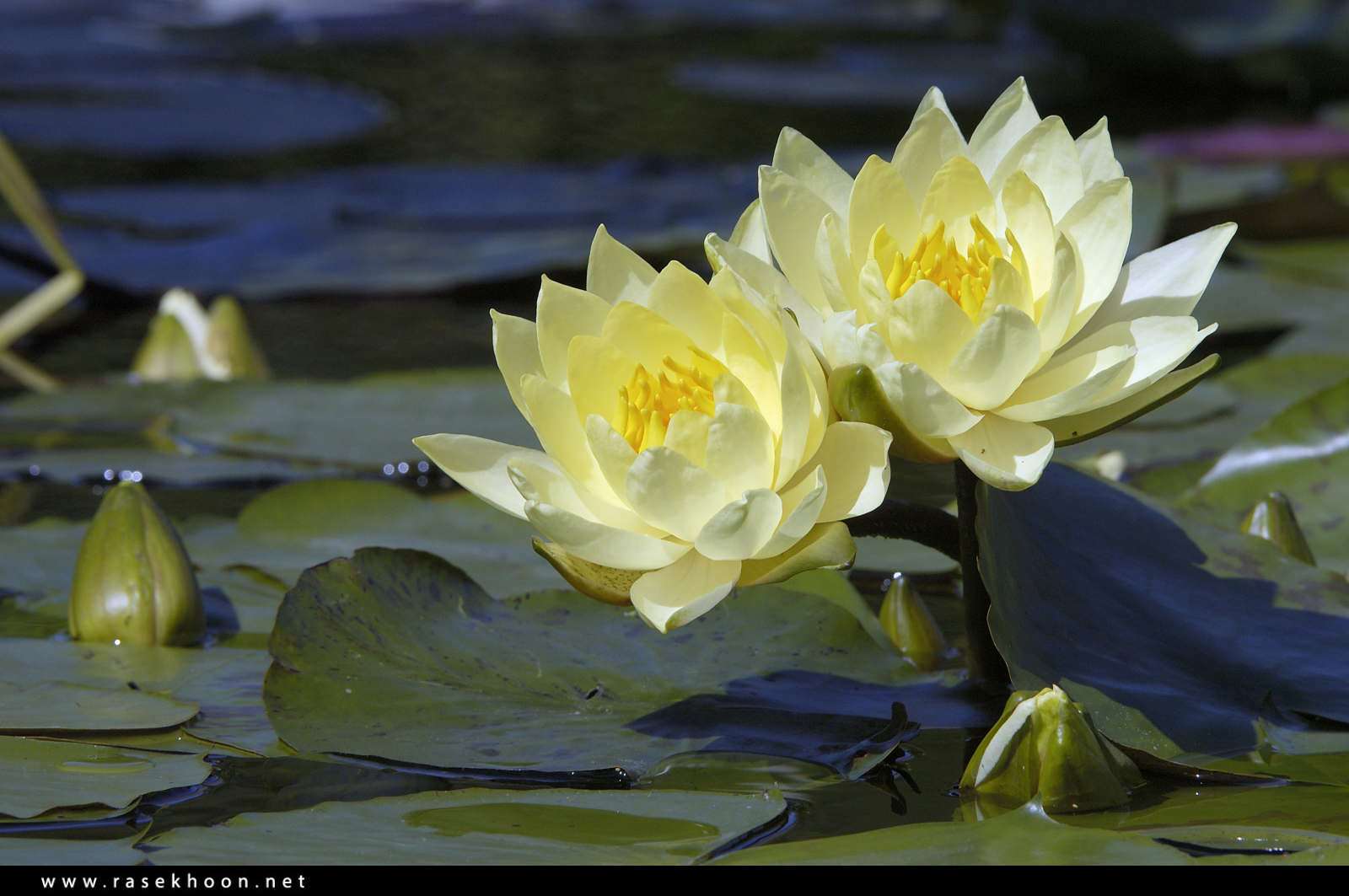 گل های زیبا